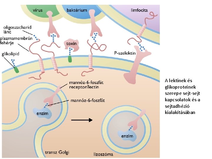 A lektinek és glikoproteinek szerepe sejt-sejt kapcsolatok és a sejtadhézió kialakításában 