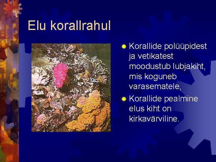Elu korallrahul ® Korallide polüüpidest ja vetikatest moodustub lubjakiht, mis koguneb varasematele, ® Korallide Elu korallrahul ® Korallide polüüpidest ja vetikatest moodustub lubjakiht, mis koguneb varasematele, ® Korallide
