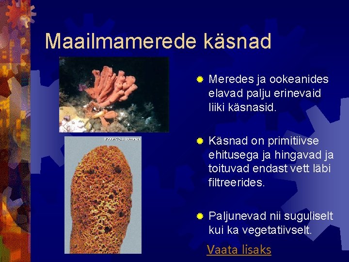 Maailmamerede käsnad ® Meredes ja ookeanides elavad palju erinevaid liiki käsnasid. ® Käsnad on Maailmamerede käsnad ® Meredes ja ookeanides elavad palju erinevaid liiki käsnasid. ® Käsnad on