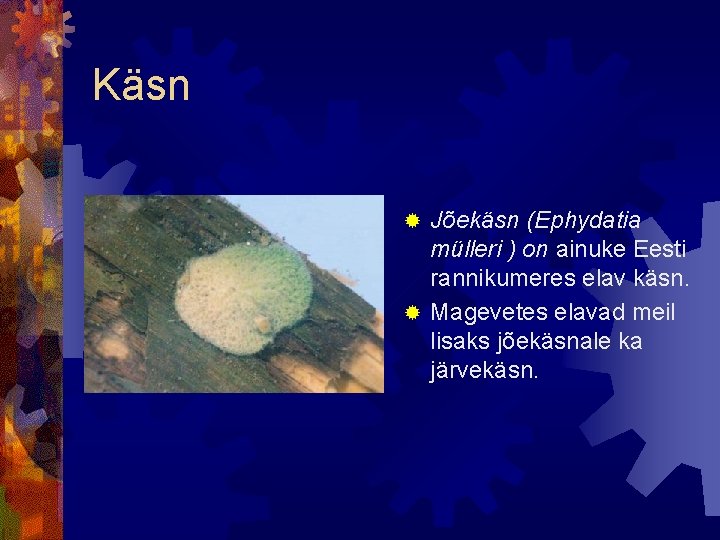 Käsn Jõekäsn (Ephydatia mülleri ) on ainuke Eesti rannikumeres elav käsn. ® Magevetes elavad Käsn Jõekäsn (Ephydatia mülleri ) on ainuke Eesti rannikumeres elav käsn. ® Magevetes elavad