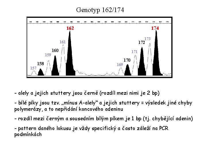 Genotyp 162/174 162 174 173 161 159 157 158 172 160 171 169 170