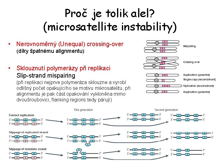 Proč je tolik alel? (microsatellite instability) • Nerovnoměrný (Unequal) crossing-over (díky špatnému alignmentu) •