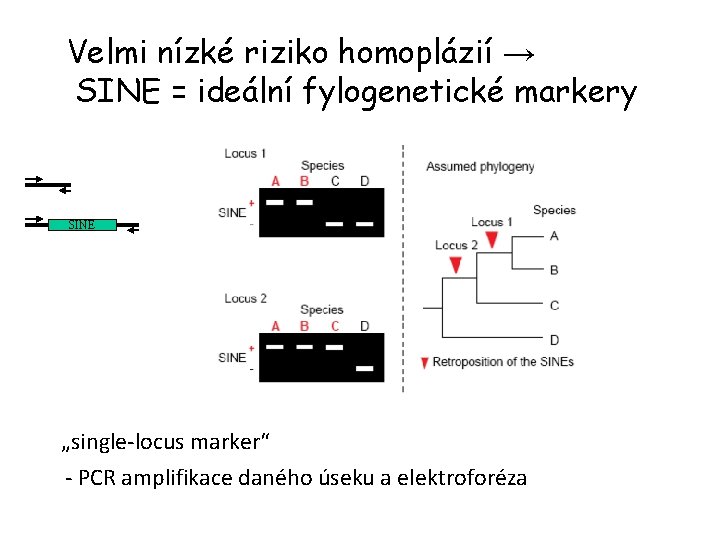 Velmi nízké riziko homoplázií → SINE = ideální fylogenetické markery SINE „single-locus marker“ -