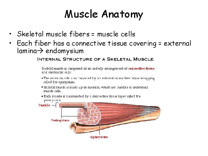 Muscle Anatomy • Skeletal muscle fibers = muscle cells • Each fiber has a