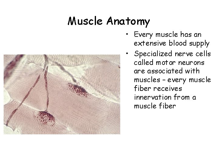 Muscle Anatomy • Every muscle has an extensive blood supply • Specialized nerve cells