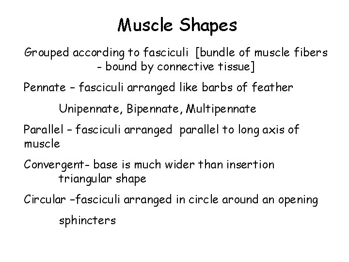 Muscle Shapes Grouped according to fasciculi [bundle of muscle fibers - bound by connective