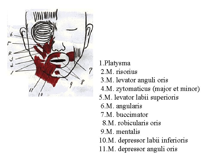 1. Platysma 2. M. risorius 3. M. levator anguli oris 4. M. zytomaticus (major