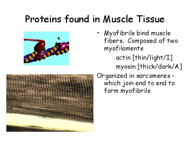 Proteins found in Muscle Tissue • Myofibrils bind muscle fibers. Composed of two myofilaments