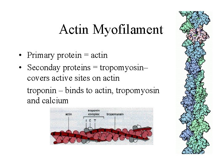Actin Myofilament • Primary protein = actin • Seconday proteins = tropomyosin– covers active