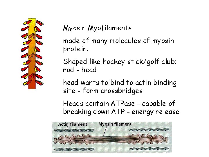 Myosin Myofilaments made of many molecules of myosin protein. Shaped like hockey stick/golf club: