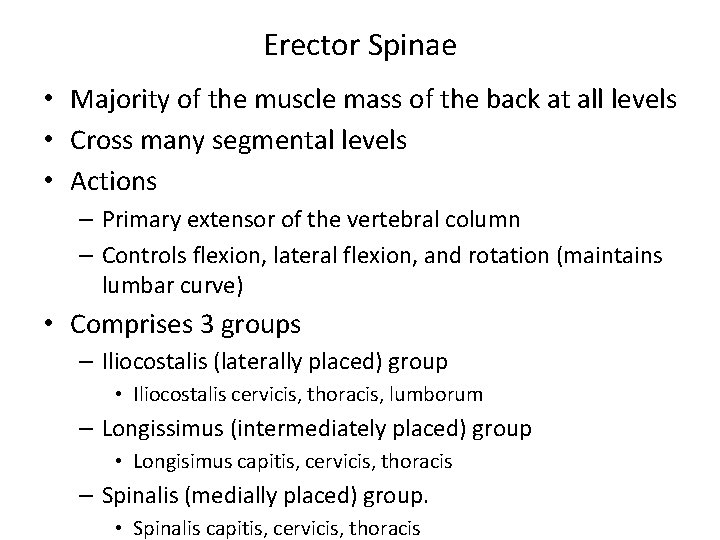 Erector Spinae • Majority of the muscle mass of the back at all levels