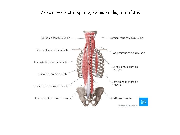 Muscles – erector spinae, semispinalis, multifidus 