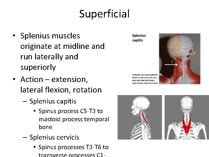 Superficial • Splenius muscles originate at midline and run laterally and superiorly • Action