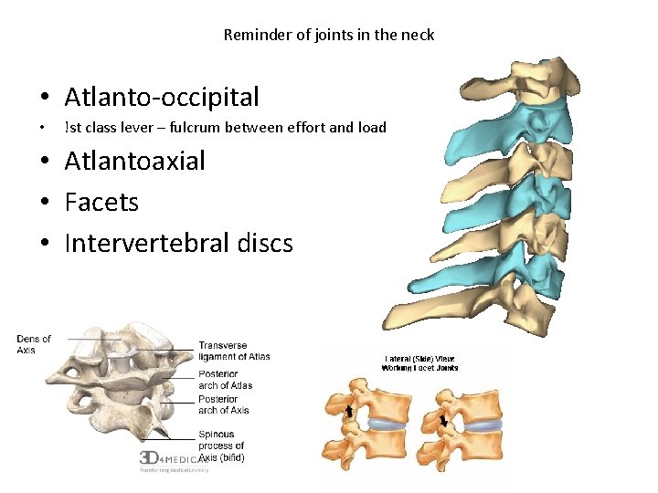 Reminder of joints in the neck • Atlanto-occipital • !st class lever – fulcrum
