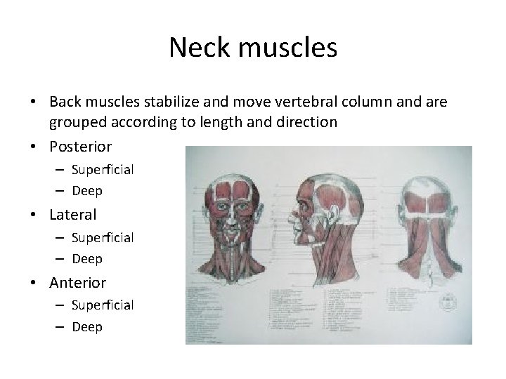 Neck muscles • Back muscles stabilize and move vertebral column and are grouped according