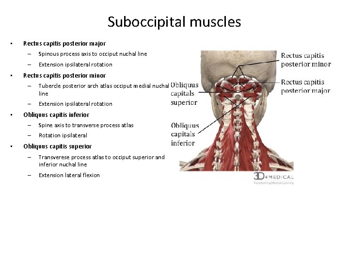 Suboccipital muscles • • Rectus capitis posterior major – Spinous process axis to occiput