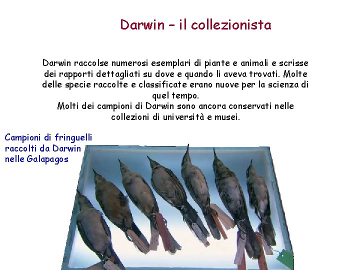 Darwin – il collezionista Darwin raccolse numerosi esemplari di piante e animali e scrisse