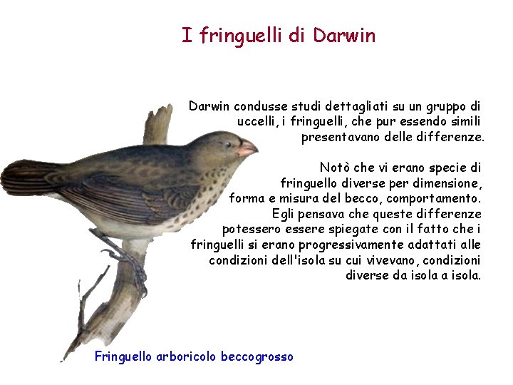 I fringuelli di Darwin condusse studi dettagliati su un gruppo di uccelli, i fringuelli,
