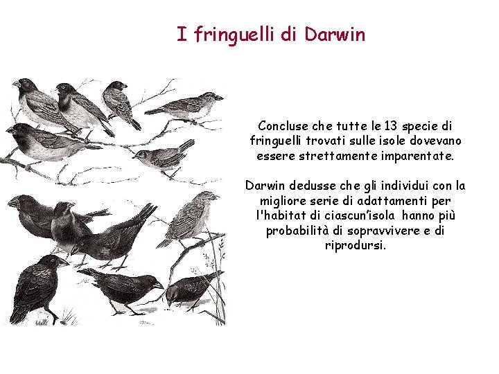 I fringuelli di Darwin Concluse che tutte le 13 specie di fringuelli trovati sulle