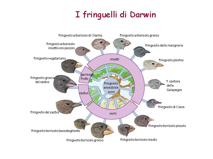 I fringuelli di Darwin 