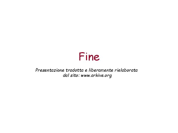 Fine Presentazione tradotta e liberamente rielaborata dal sito: www. arkive. org 