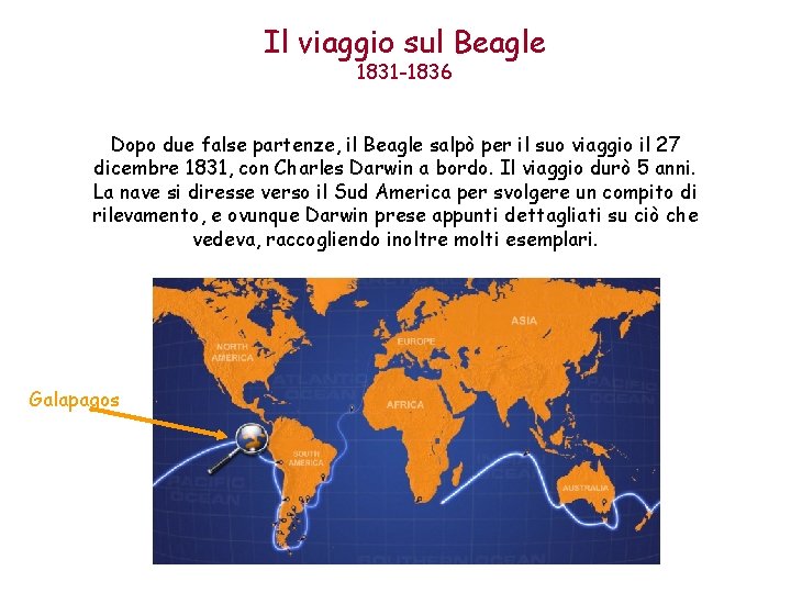 Il viaggio sul Beagle 1831 -1836 Dopo due false partenze, il Beagle salpò per