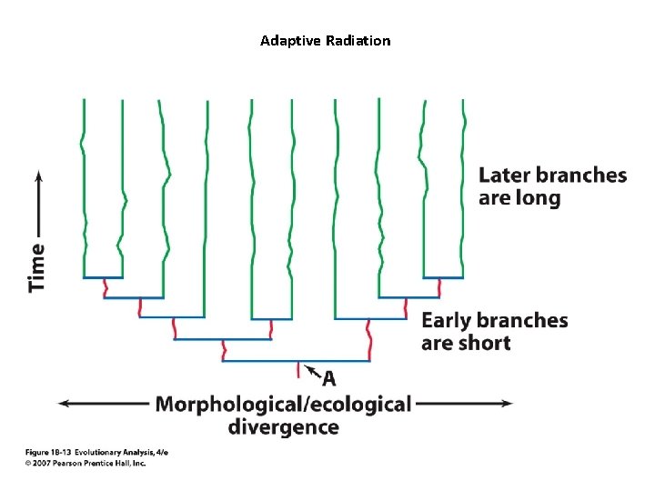 Adaptive Radiation 