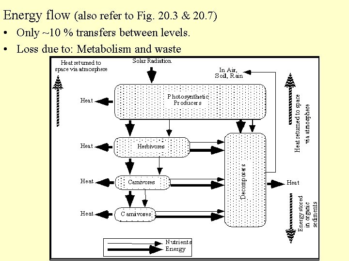 Energy flow (also refer to Fig. 20. 3 & 20. 7) • Only ~10