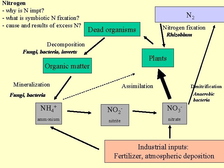 Nitrogen - why is N impt? - what is symbiotic N fixation? - cause