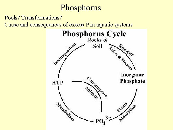 Phosphorus Pools? Transformations? Cause and consequences of excess P in aquatic systems 