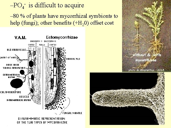 –PO 4 - is difficult to acquire – 80 % of plants have mycorrhizal