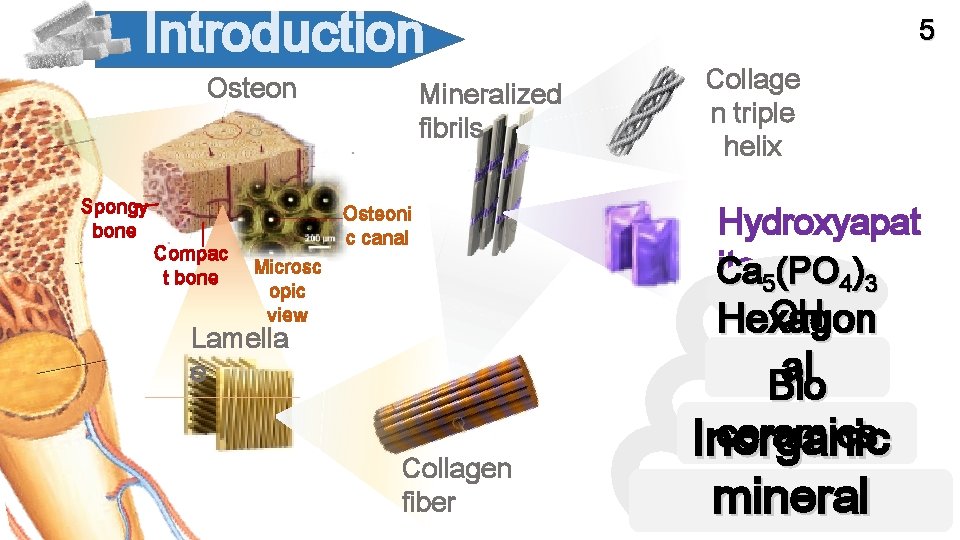 Introduction Osteon Spongy bone Compac t bone Mineralized fibrils Osteoni c canal Microsc opic