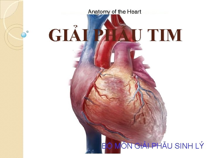 GIẢI PHẪU TIM BỘ MÔN GiẢI PHẪU SINH LÝ 