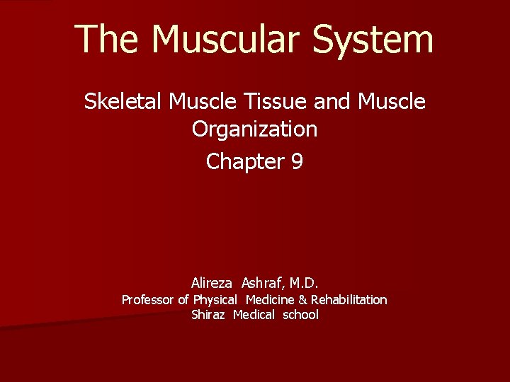 The Muscular System Skeletal Muscle Tissue and Muscle Organization Chapter 9 Alireza Ashraf, M. The Muscular System Skeletal Muscle Tissue and Muscle Organization Chapter 9 Alireza Ashraf, M.