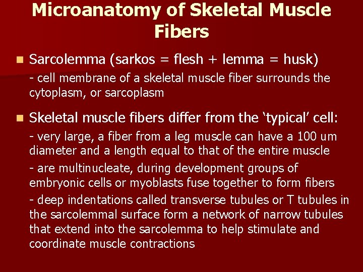 Microanatomy of Skeletal Muscle Fibers n Sarcolemma (sarkos = flesh + lemma = husk) Microanatomy of Skeletal Muscle Fibers n Sarcolemma (sarkos = flesh + lemma = husk)