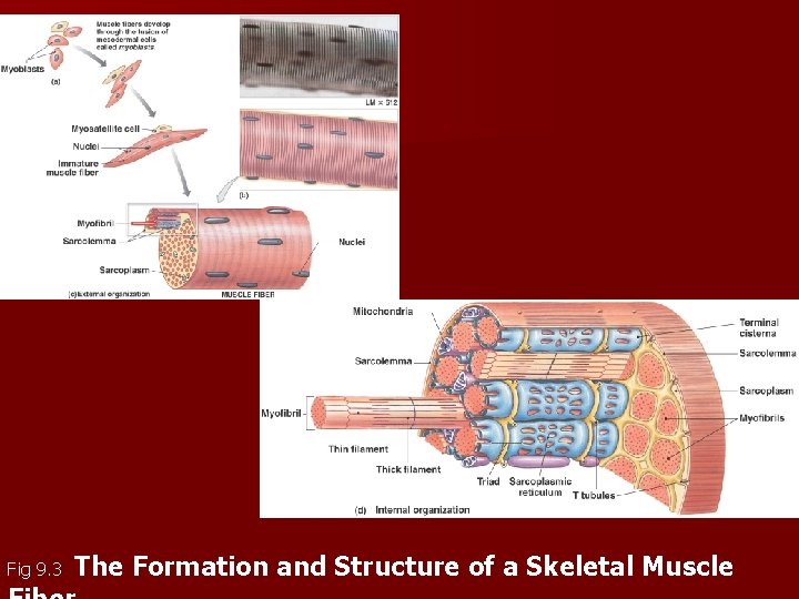 Fig 9. 3 The Formation and Structure of a Skeletal Muscle Fig 9. 3 The Formation and Structure of a Skeletal Muscle