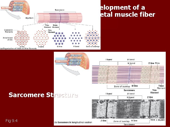 Development of a skeletal muscle fiber Sarcomere Structure Fig 9. 4 Development of a skeletal muscle fiber Sarcomere Structure Fig 9. 4