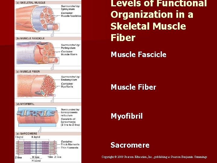 Levels of Functional Organization in a Skeletal Muscle Fiber Muscle Fascicle Muscle Fiber Myofibril Levels of Functional Organization in a Skeletal Muscle Fiber Muscle Fascicle Muscle Fiber Myofibril