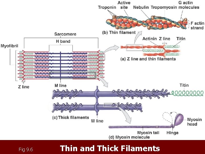 Fig 9. 6 Thin and Thick Filaments Fig 9. 6 Thin and Thick Filaments