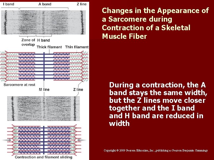 Changes in the Appearance of a Sarcomere during Contraction of a Skeletal Muscle Fiber Changes in the Appearance of a Sarcomere during Contraction of a Skeletal Muscle Fiber