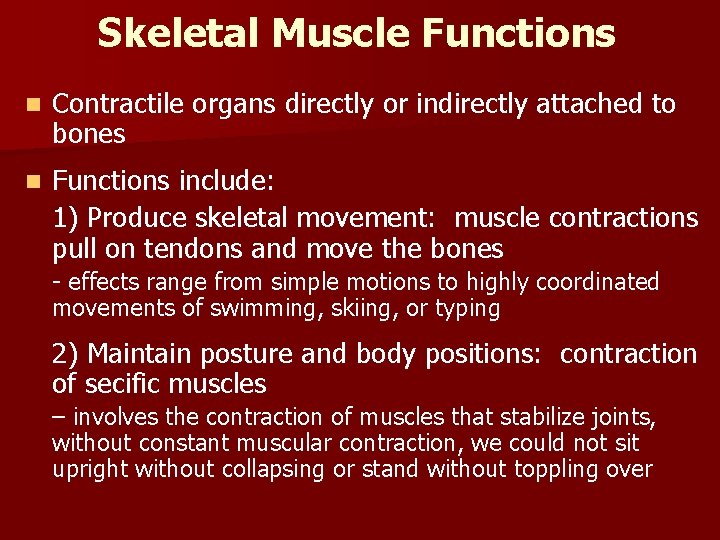 Skeletal Muscle Functions n Contractile organs directly or indirectly attached to bones n Functions Skeletal Muscle Functions n Contractile organs directly or indirectly attached to bones n Functions