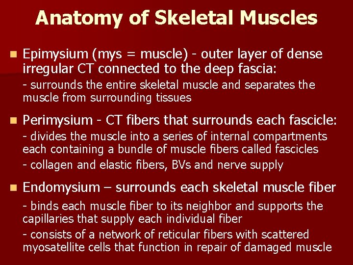 Anatomy of Skeletal Muscles n Epimysium (mys = muscle) - outer layer of dense Anatomy of Skeletal Muscles n Epimysium (mys = muscle) - outer layer of dense