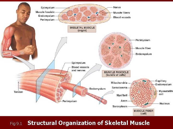 Copyright © 2009 Pearson Education, Inc. , publishing as Pearson Benjamin Cummings Fig 9. Copyright © 2009 Pearson Education, Inc. , publishing as Pearson Benjamin Cummings Fig 9.