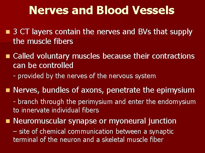 Nerves and Blood Vessels n 3 CT layers contain the nerves and BVs that Nerves and Blood Vessels n 3 CT layers contain the nerves and BVs that