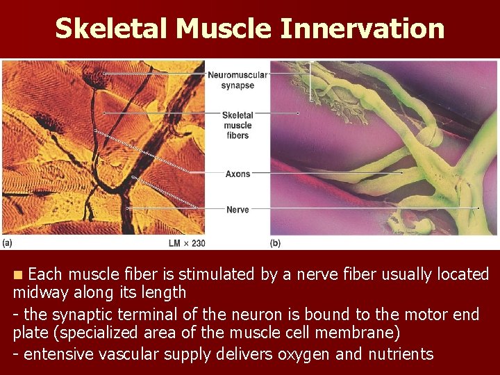 Skeletal Muscle Innervation Fig 9. 2 Each muscle fiber is stimulated by a nerve Skeletal Muscle Innervation Fig 9. 2 Each muscle fiber is stimulated by a nerve