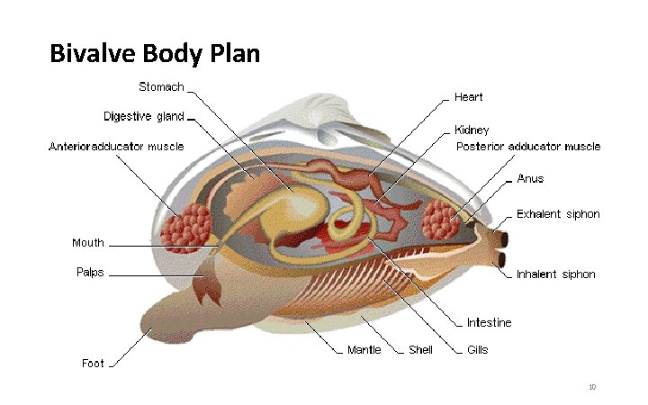 Bivalve Body Plan 10 