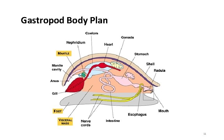 Gastropod Body Plan 11 