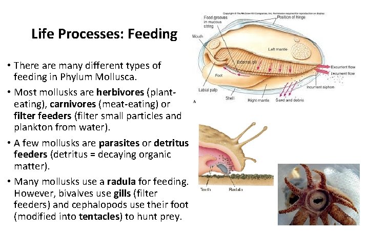 Life Processes: Feeding • There are many different types of feeding in Phylum Mollusca.