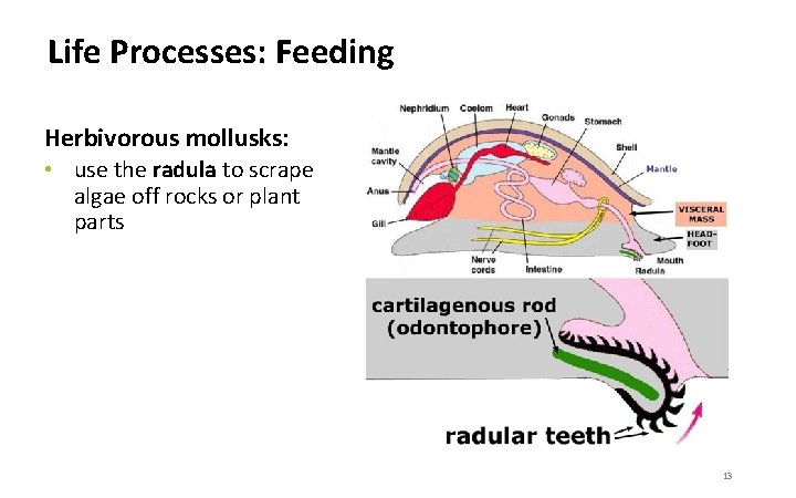 Life Processes: Feeding Herbivorous mollusks: • use the radula to scrape algae off rocks