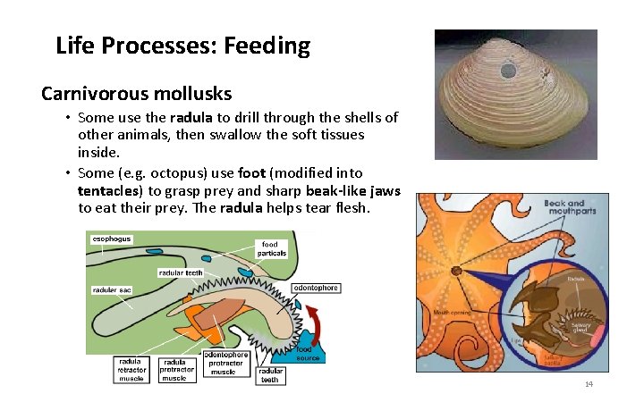 Life Processes: Feeding Carnivorous mollusks • Some use the radula to drill through the